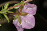 Hairy laurel <BR>Hairy wicky